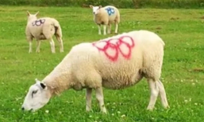 ANIMAL MARKING SPRAY PAINT FEATURES & BENEFITS